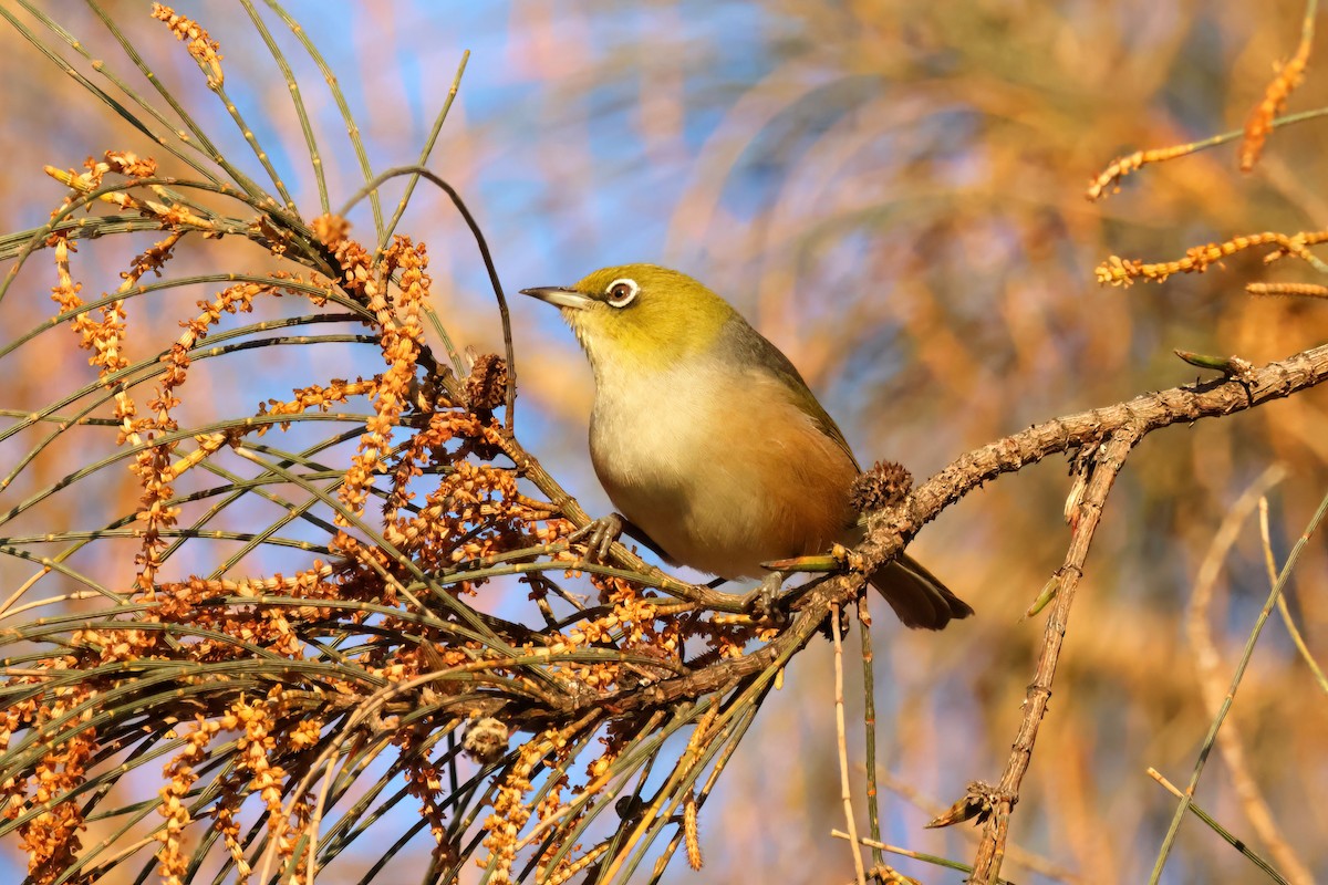 Silvereye - ML620882983