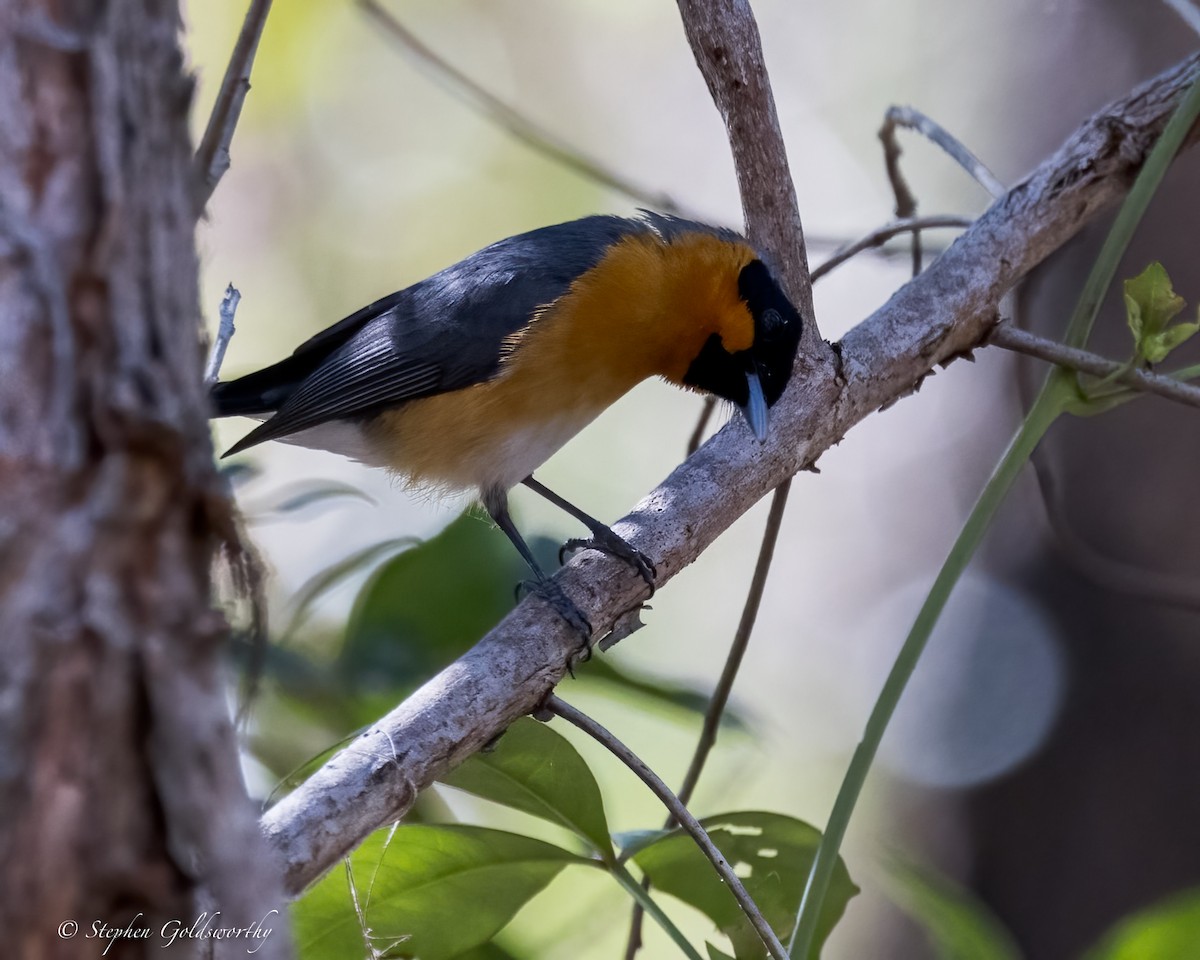 Spectacled Monarch - Stephen Goldsworthy