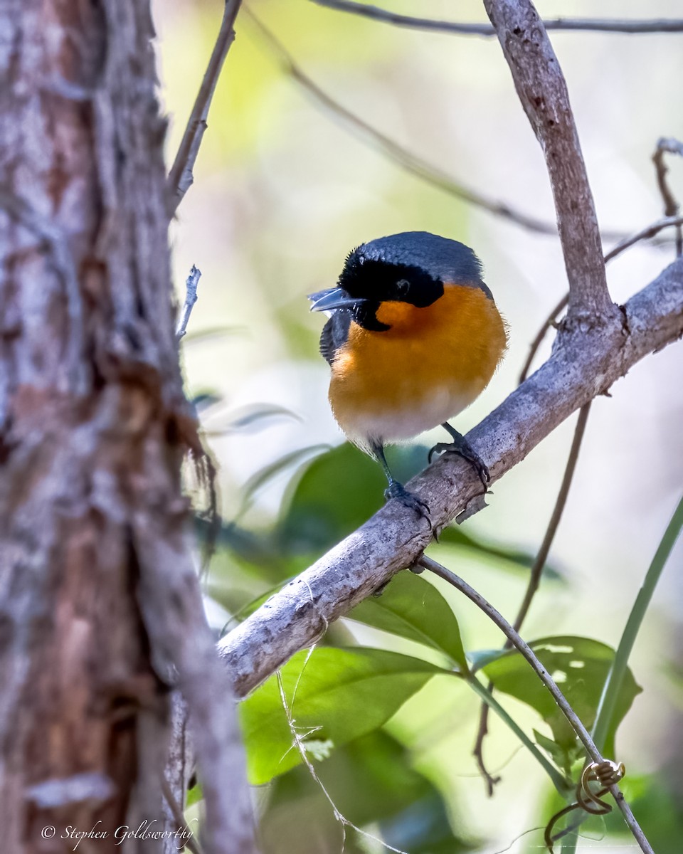 Spectacled Monarch - ML620882986