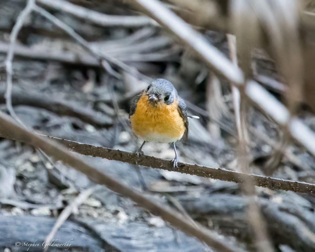 Spectacled Monarch - ML620882992