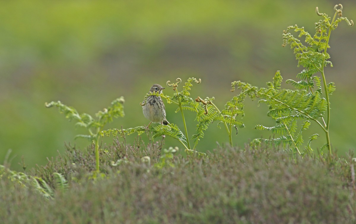 Meadow Pipit - ML620883001