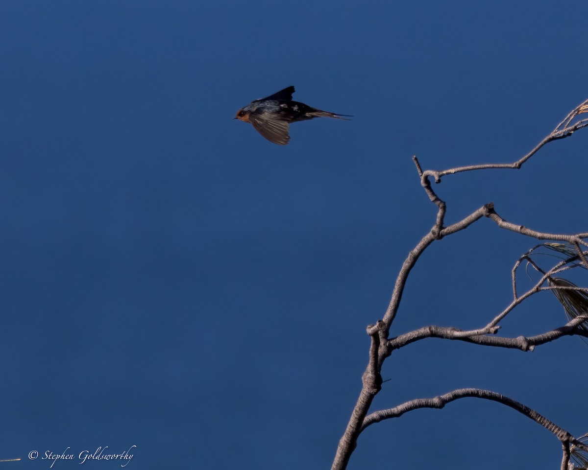 Golondrina Australiana - ML620883002