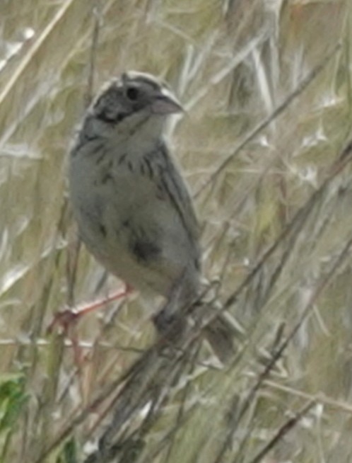 Baird's Sparrow - ML620883004