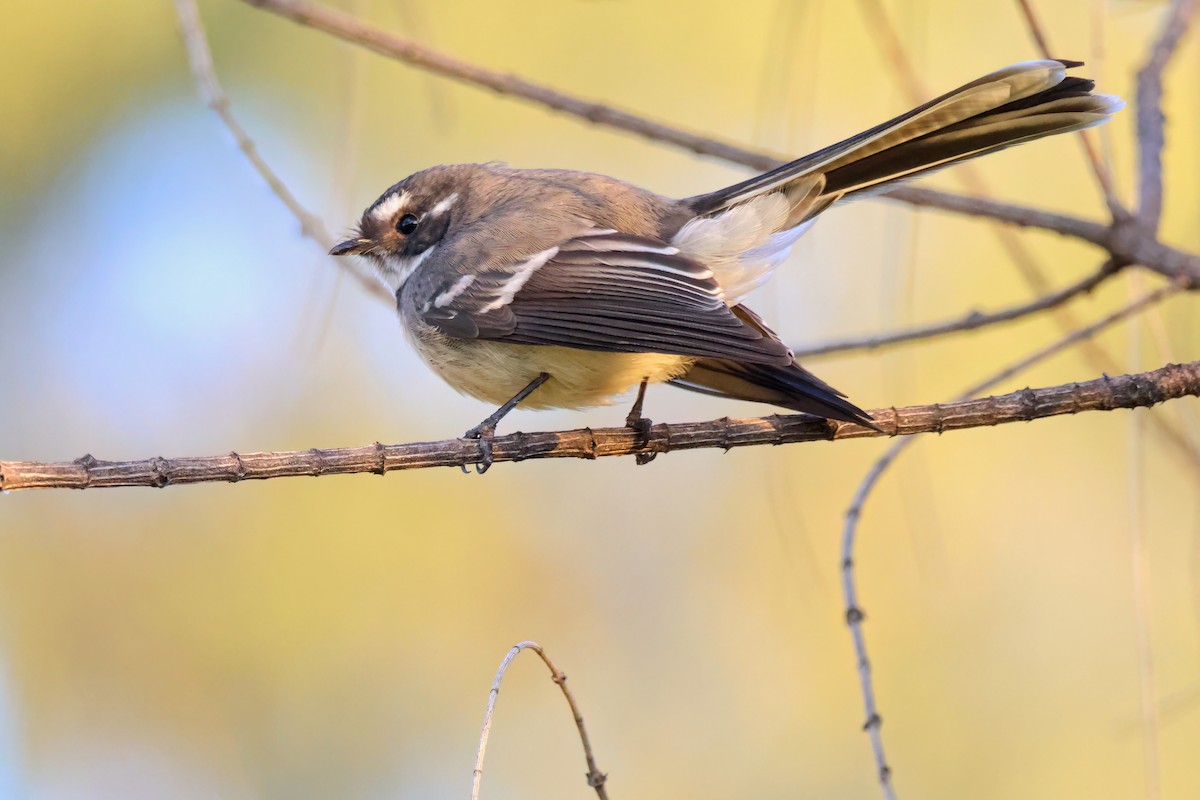 Gray Fantail - ML620883005