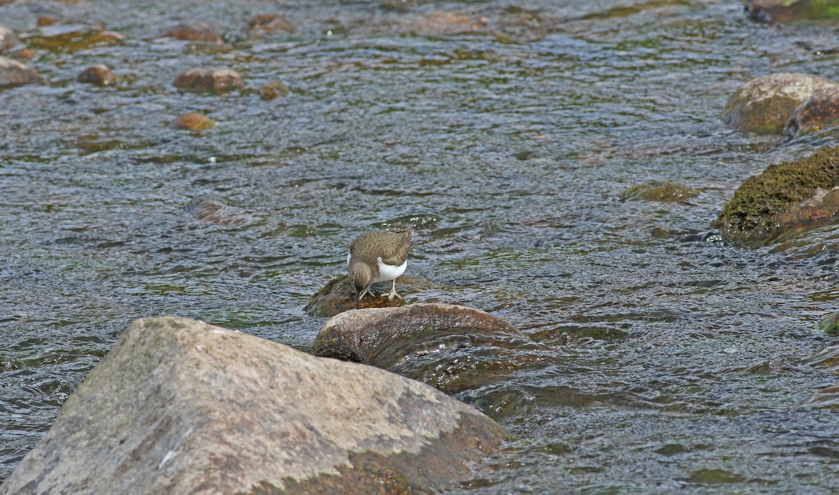 Common Sandpiper - ML620883009