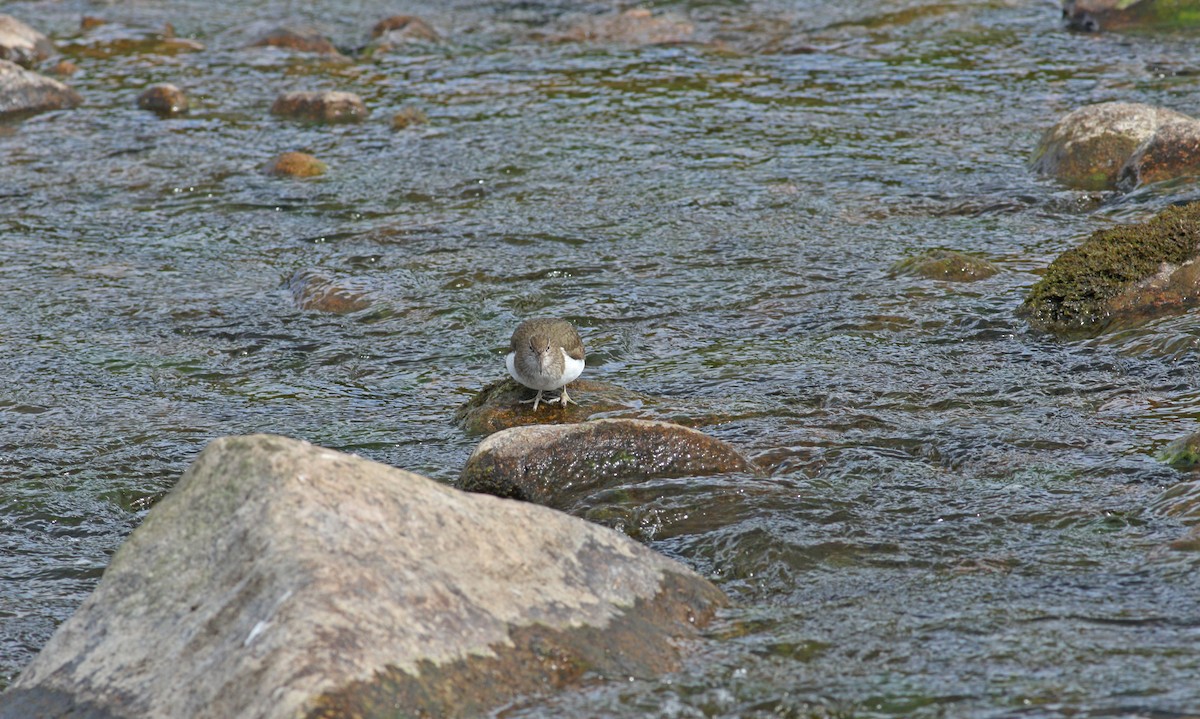 Common Sandpiper - ML620883011