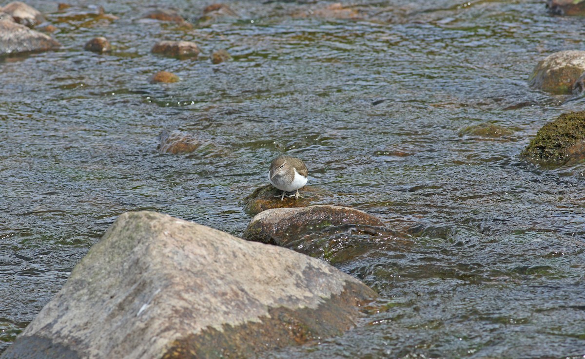 Common Sandpiper - ML620883012