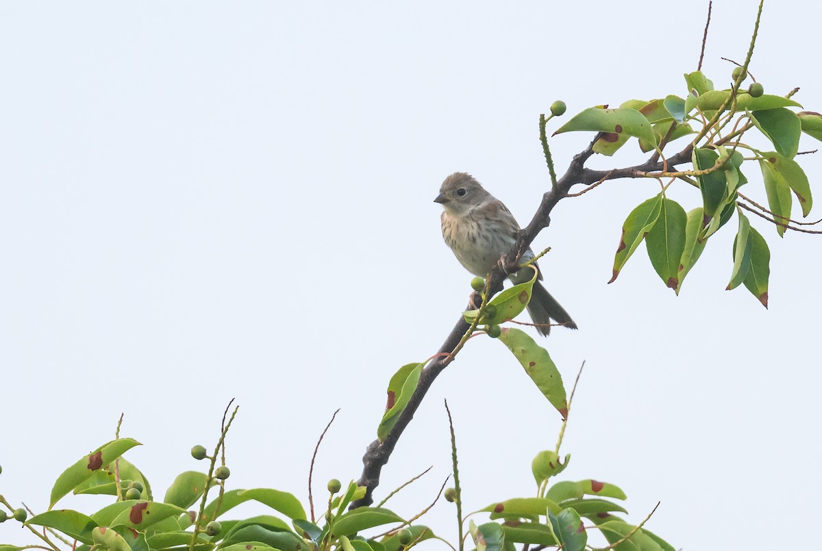 Field Sparrow - ML620883015