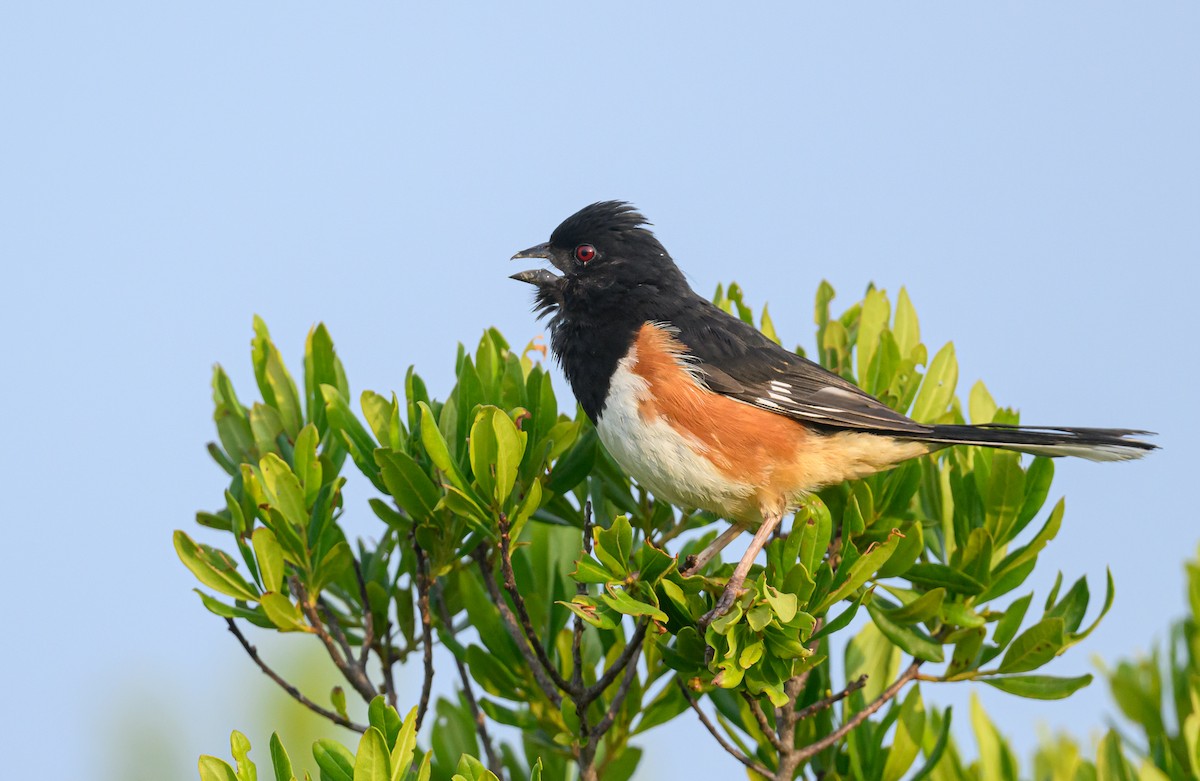 Eastern Towhee - ML620883017