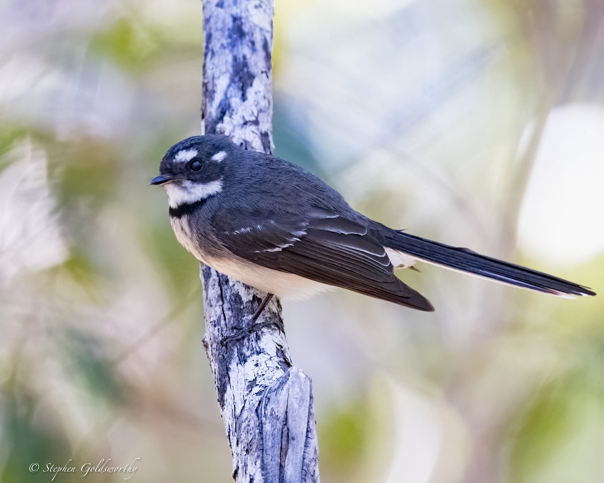 Gray Fantail - ML620883018