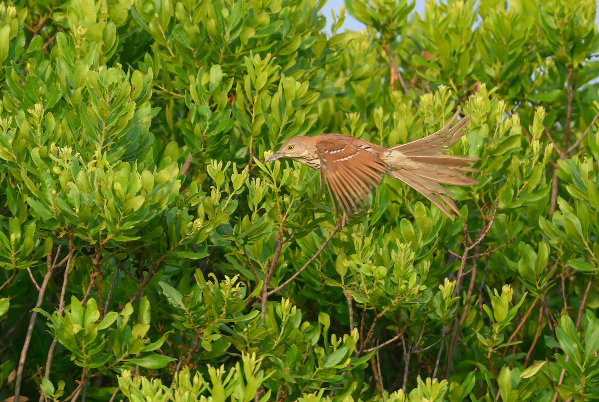 Brown Thrasher - ML620883020