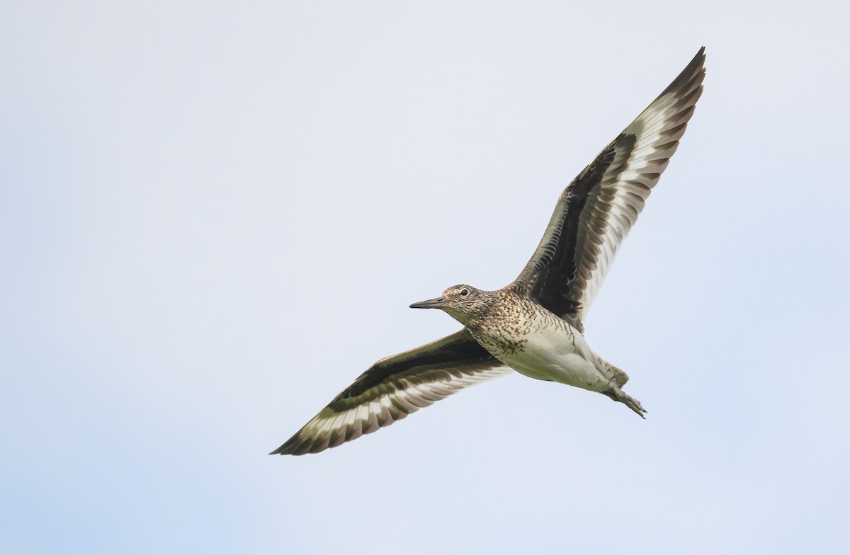 Willet (Eastern) - ML620883021