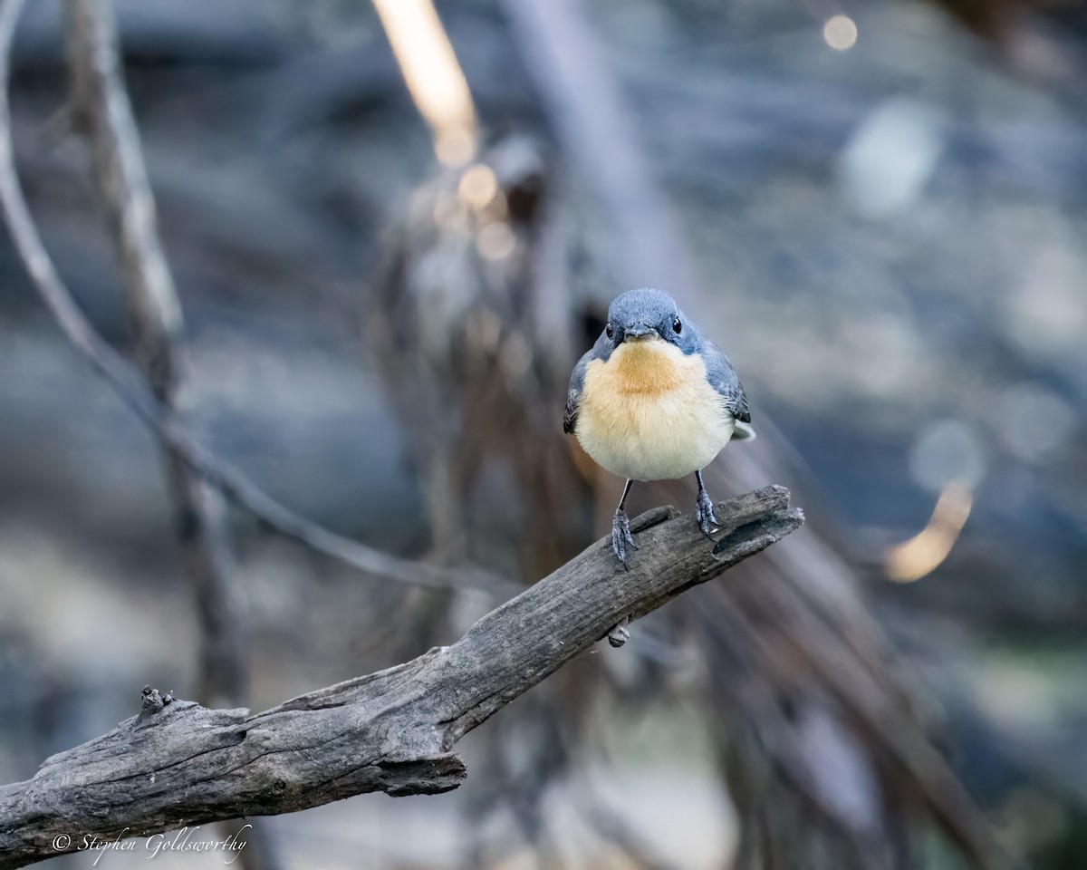 Leaden Flycatcher - ML620883026