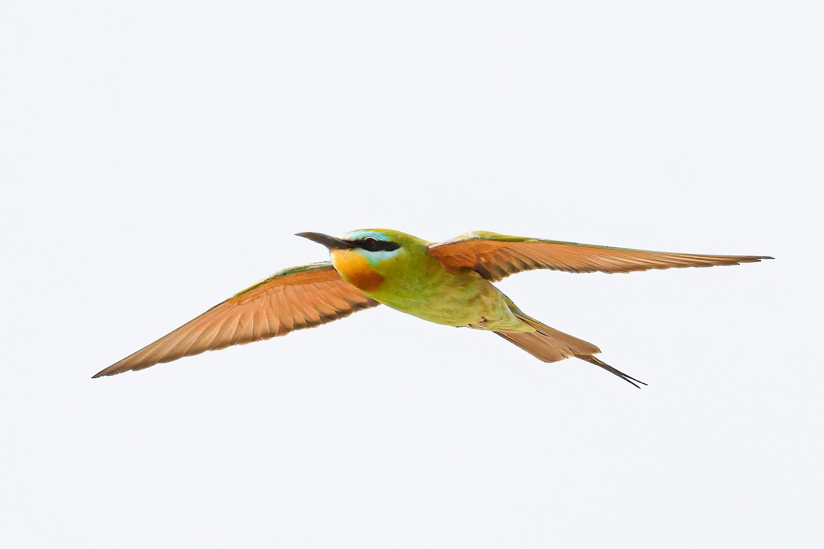 Blue-cheeked Bee-eater - ML620883030