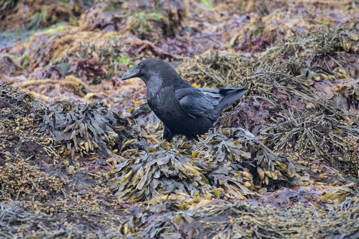 Common Raven - ML620883034