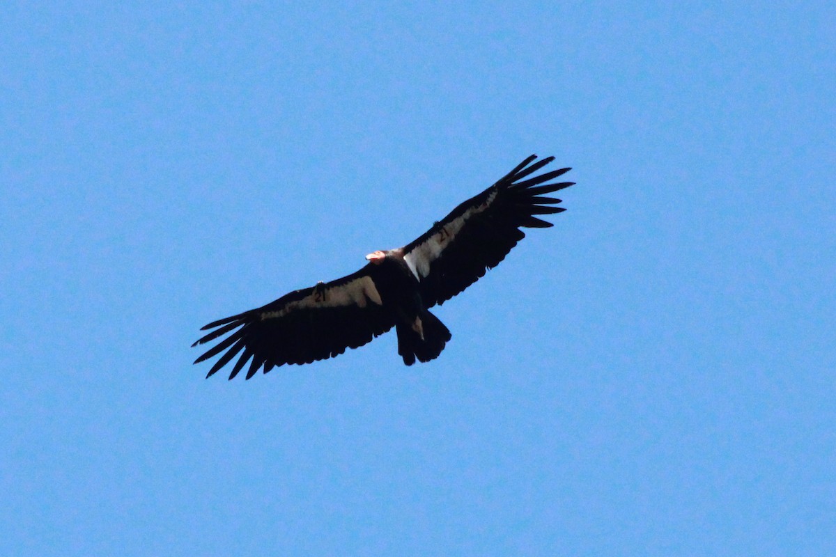 Condor de Californie - ML620883036