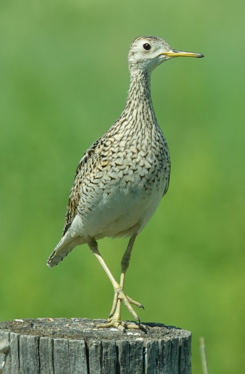 Upland Sandpiper - ML620883039