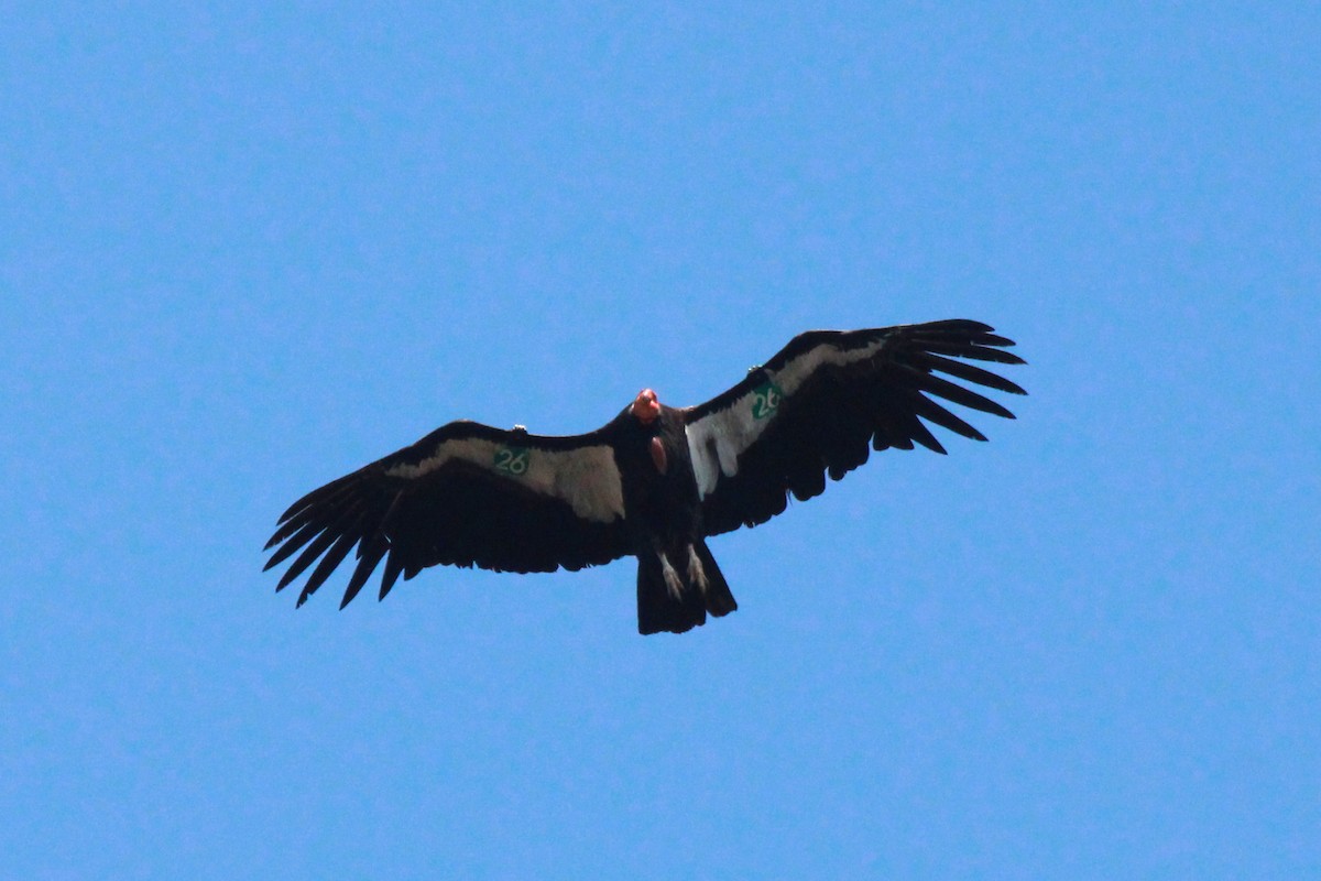 Condor de Californie - ML620883041