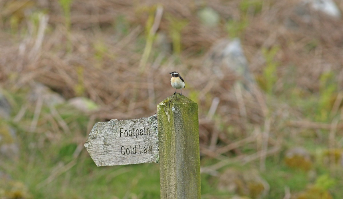 Whinchat - ML620883044