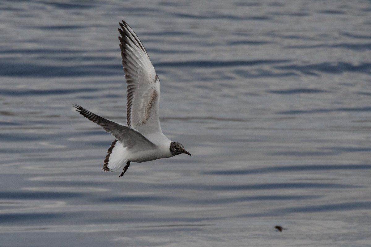 Mouette rieuse - ML620883046