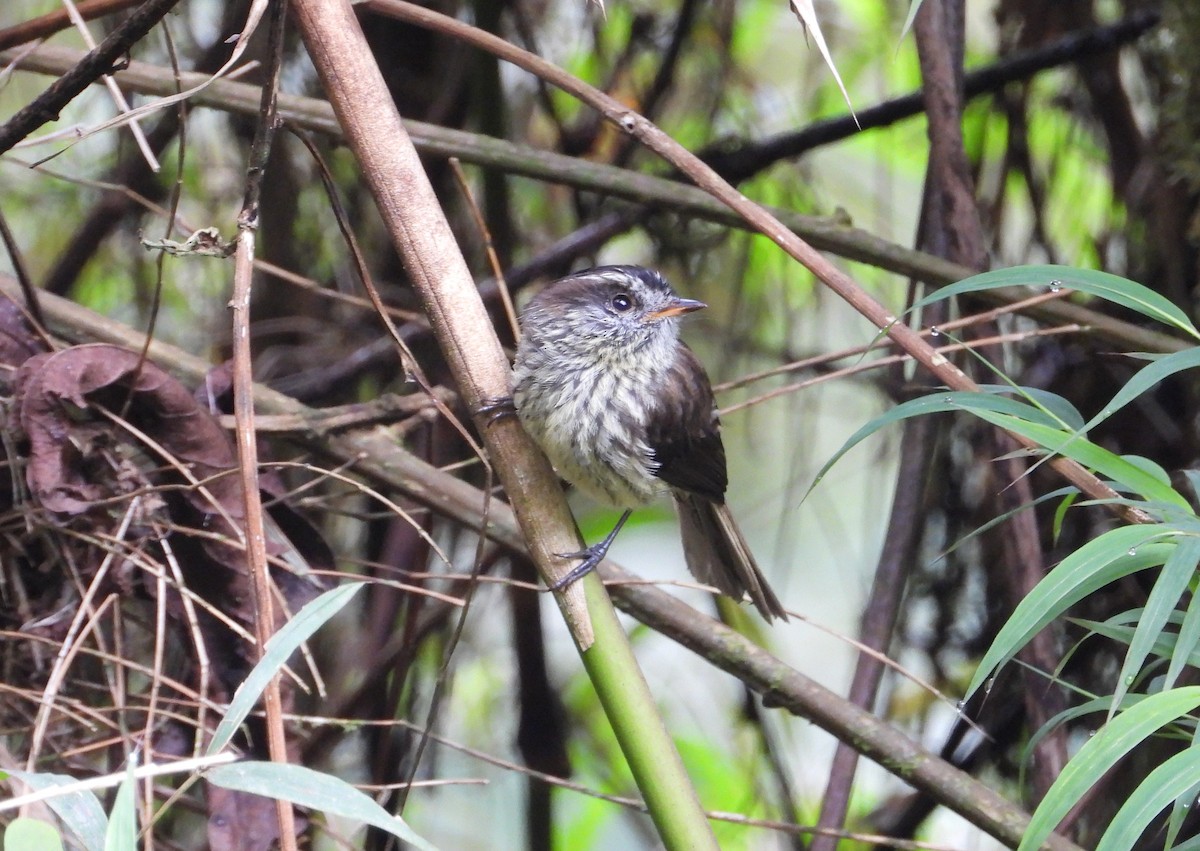 Agile Tit-Tyrant - Robert Lambeck