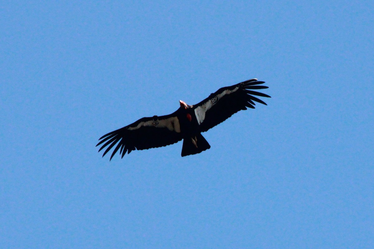 California Condor - ML620883048