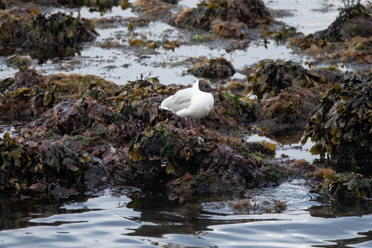 Black-headed Gull - ML620883049