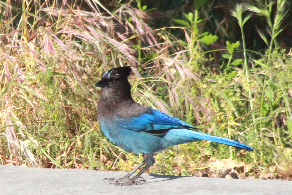 Steller's Jay - ML620883050