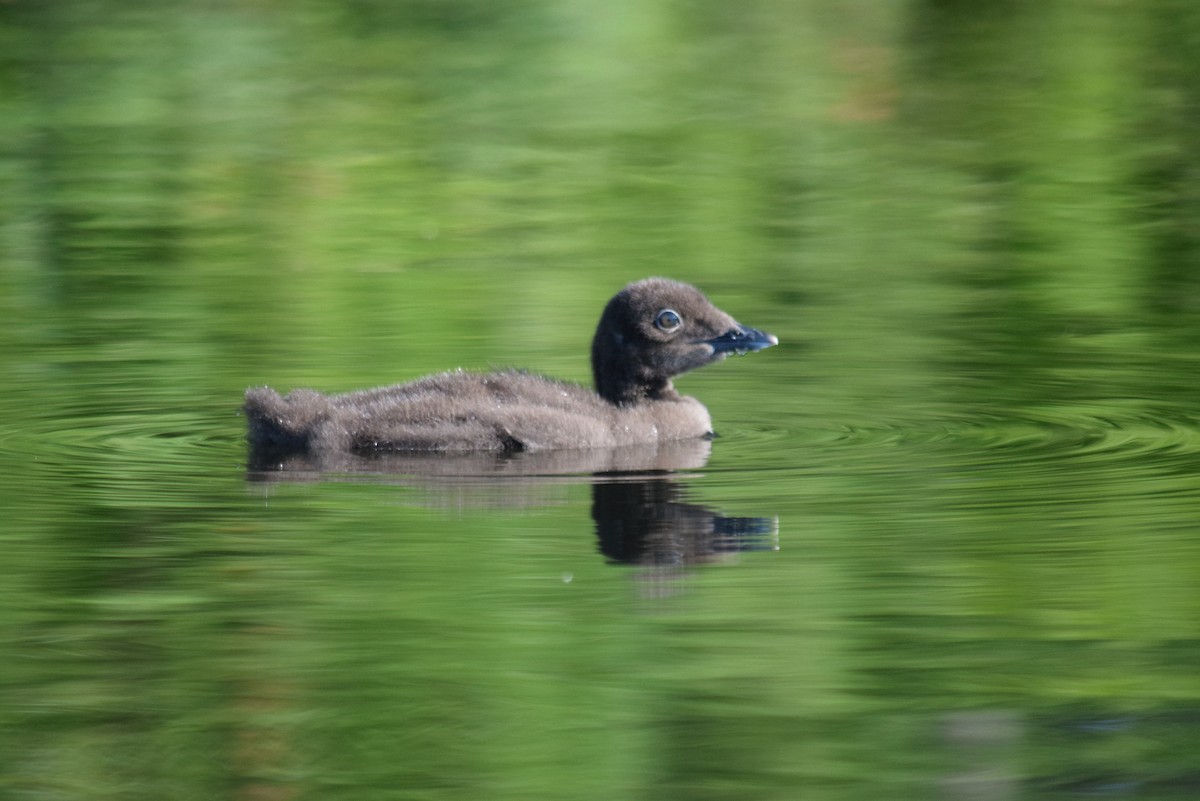 Plongeon huard - ML620883052