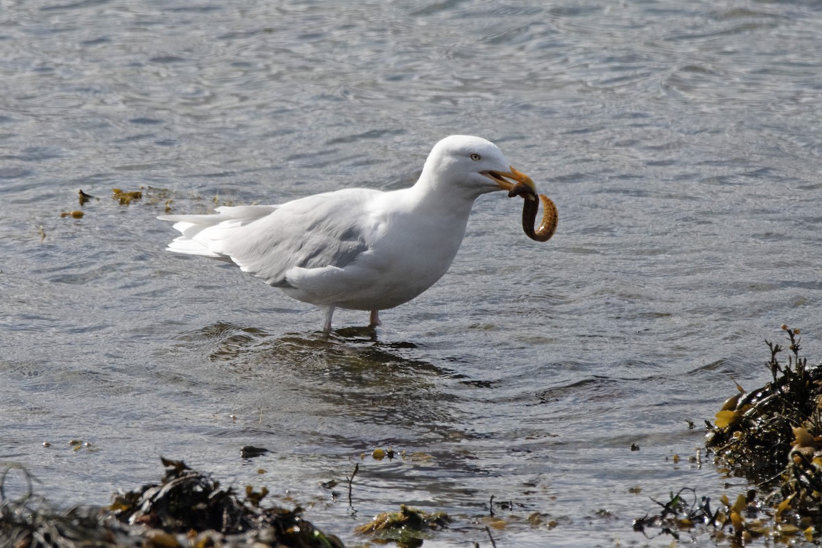 Glaucous Gull - ML620883053