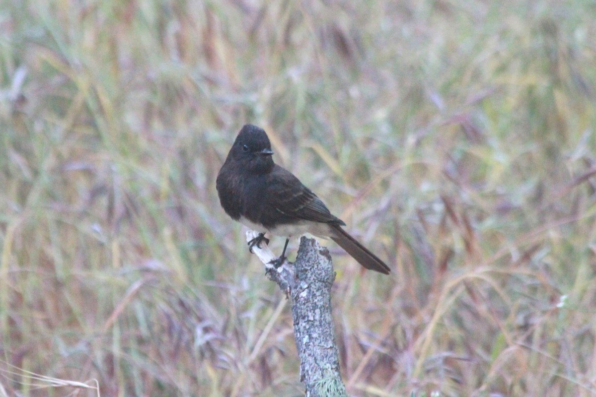 Junco ardoisé - ML620883054