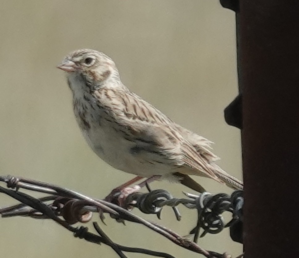 Vesper Sparrow - ML620883055