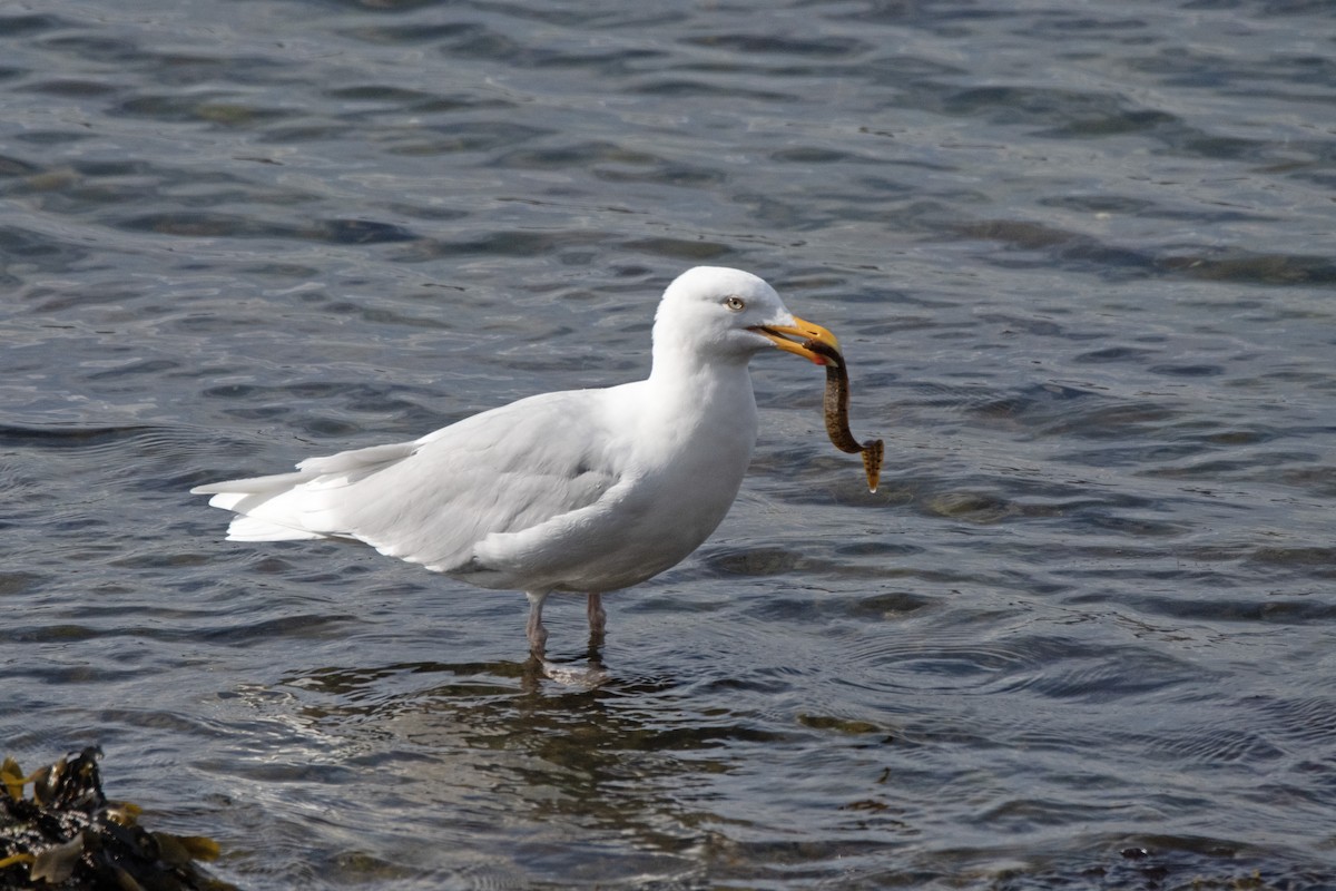 Glaucous Gull - ML620883056