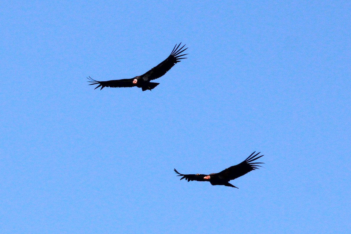 California Condor - ML620883057