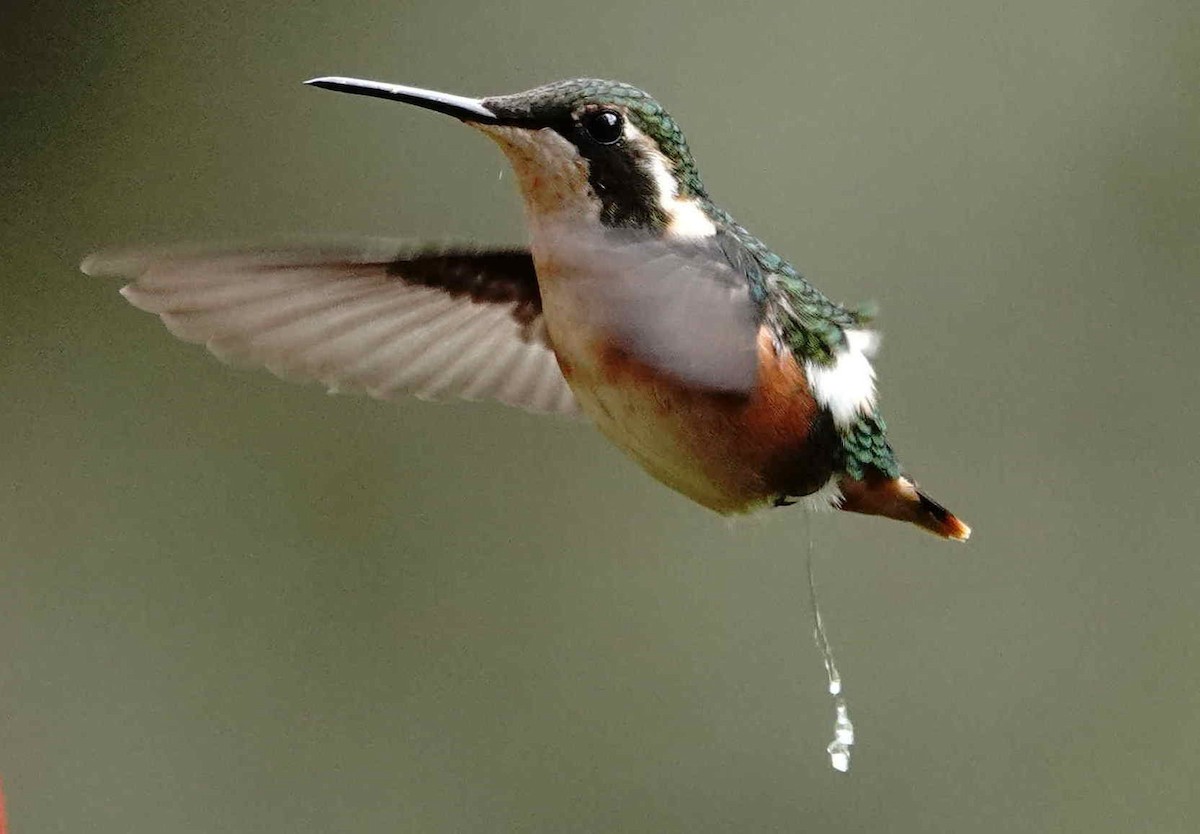 Colibrí de Mulsant - ML620883058