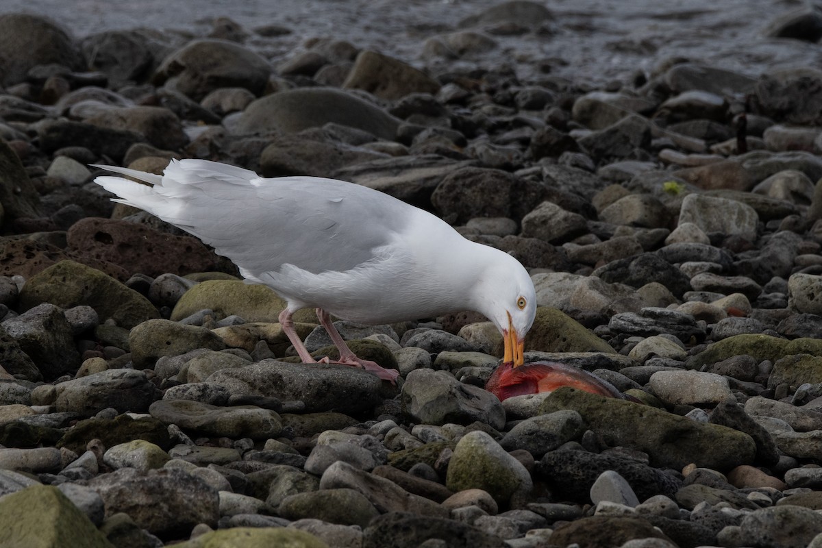 Glaucous Gull - ML620883059