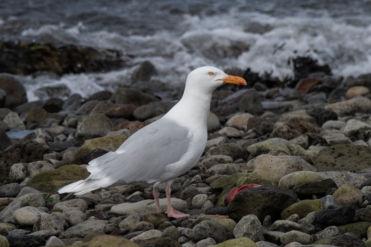 Glaucous Gull - ML620883062