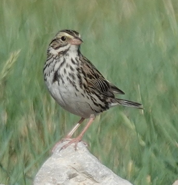 Savannah Sparrow - ML620883063