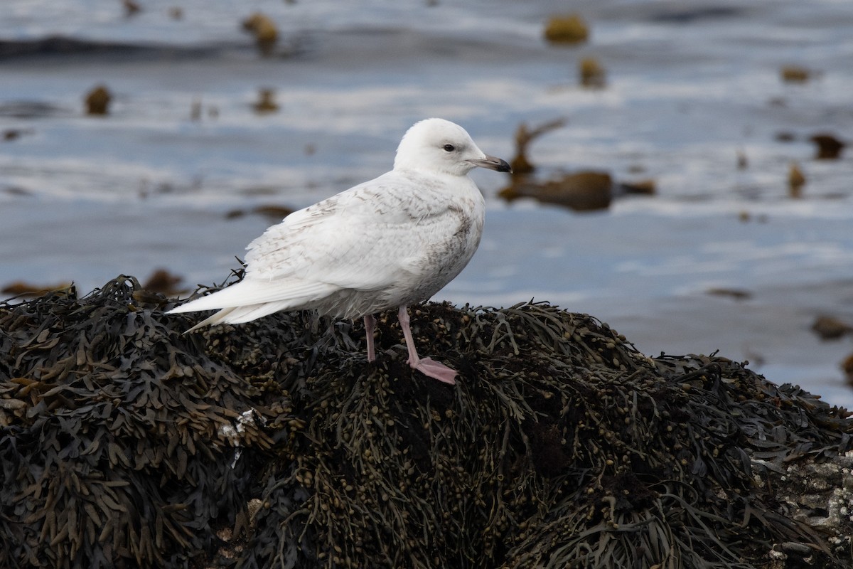 Glaucous Gull - ML620883064