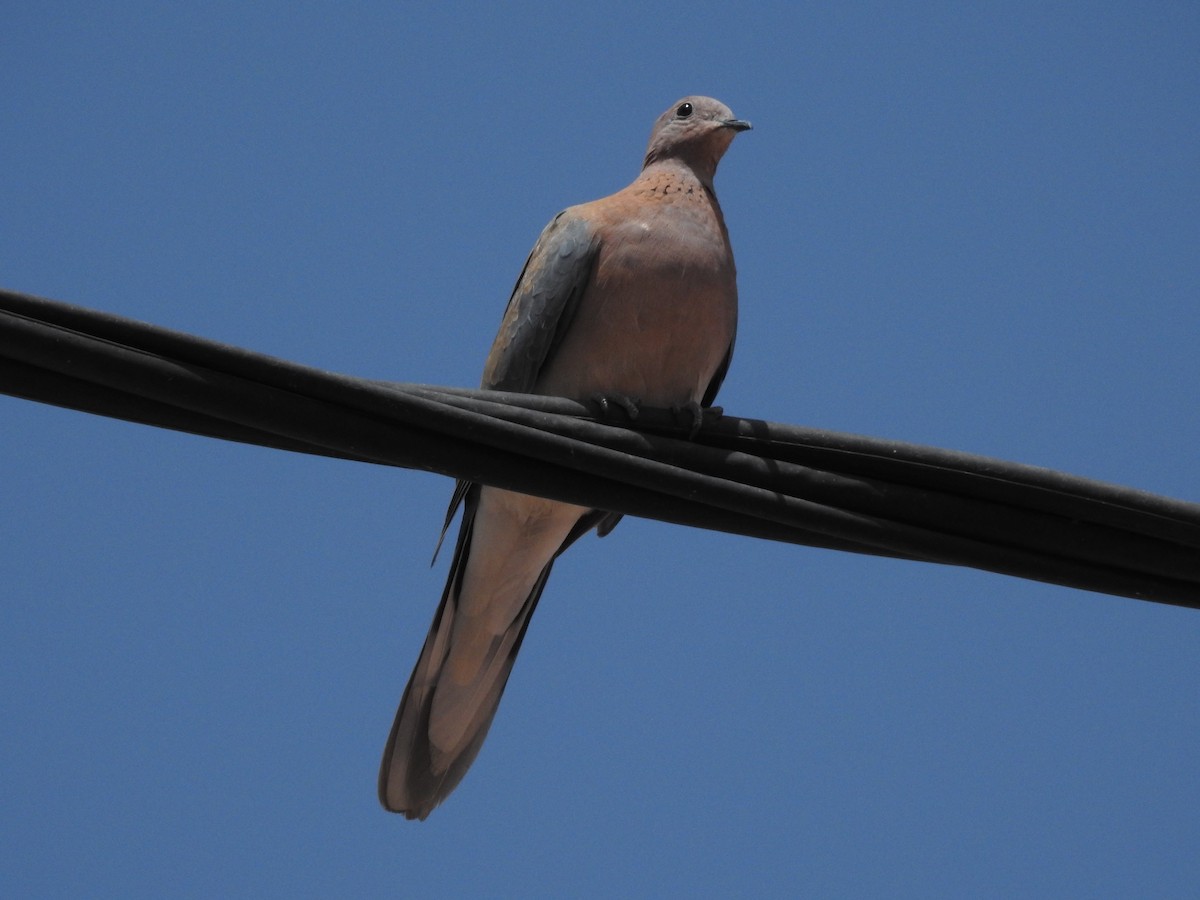 Laughing Dove - ML620883065