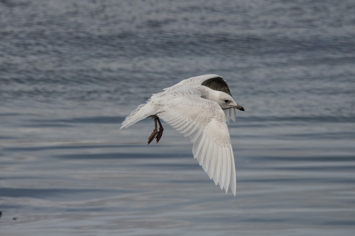 Glaucous Gull - ML620883067