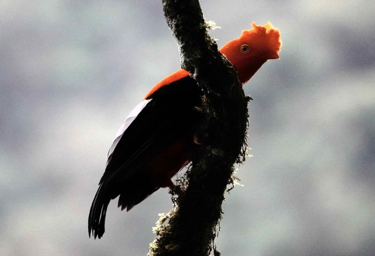 Andean Cock-of-the-rock - ML620883069