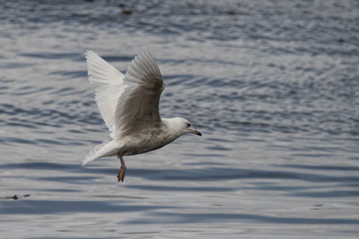 Glaucous Gull - ML620883071