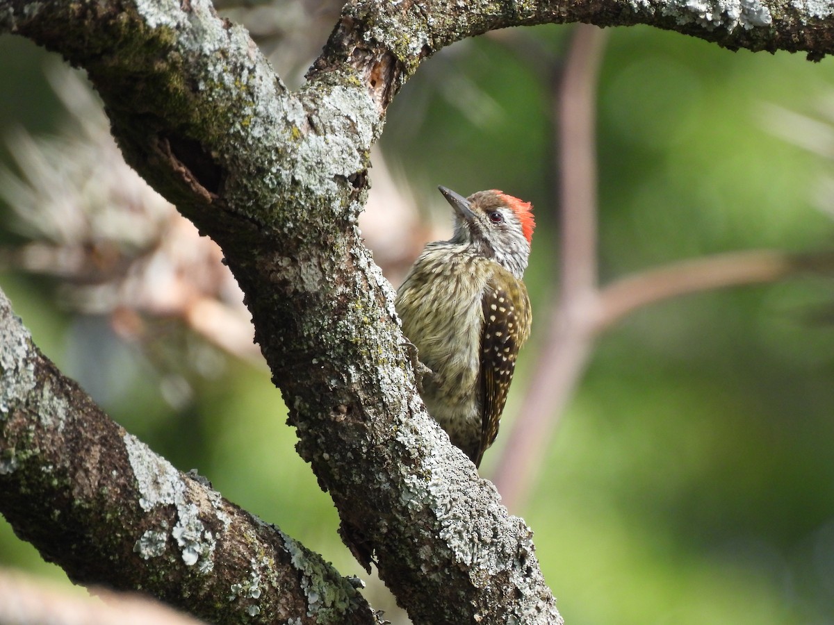 Cardinal Woodpecker - ML620883080