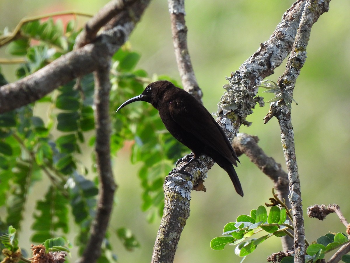 Amethyst Sunbird - ML620883090