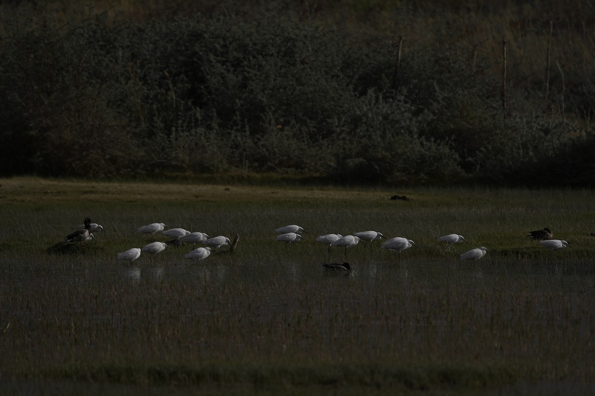 Little Egret - ML620883092