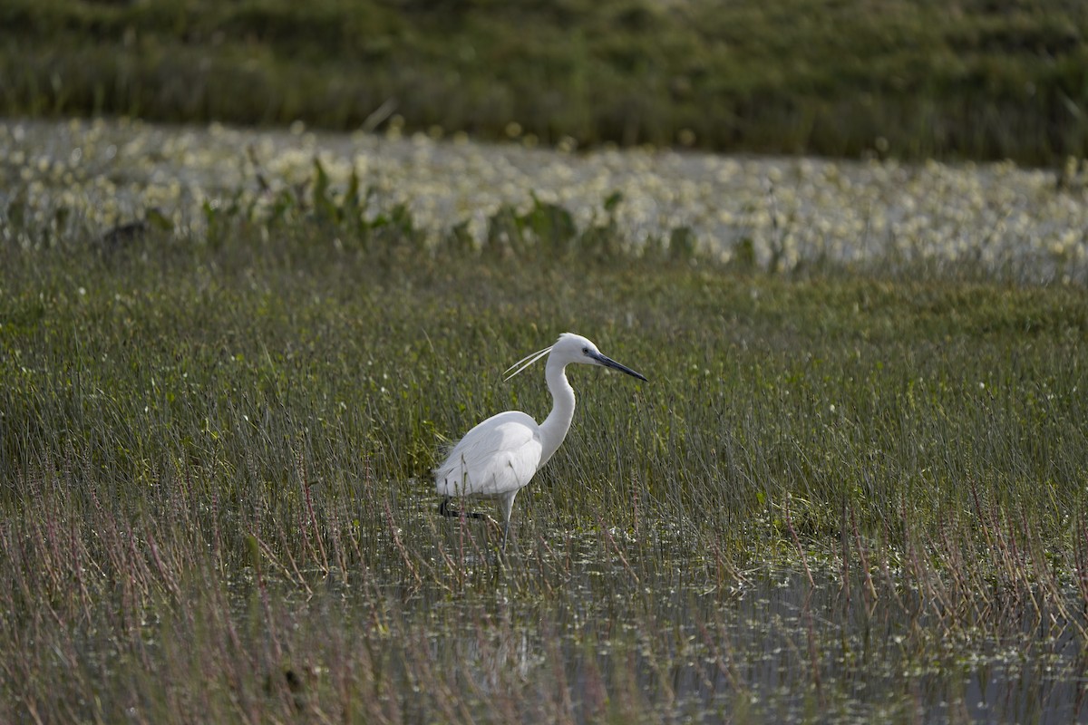 Little Egret - ML620883098