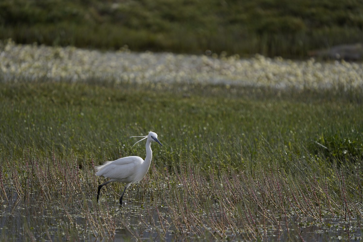 Little Egret - ML620883104