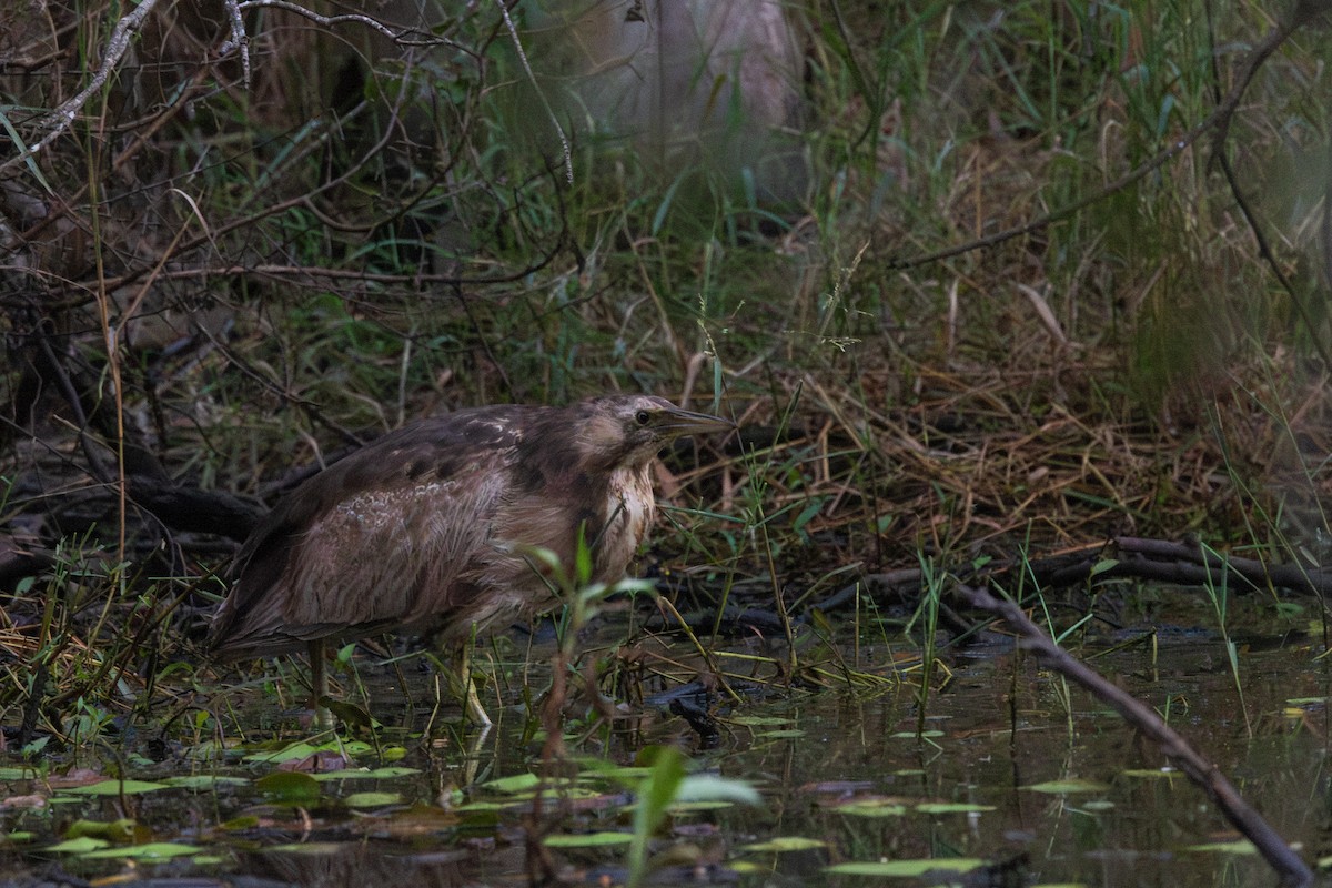 Australasian Bittern - ML620883109