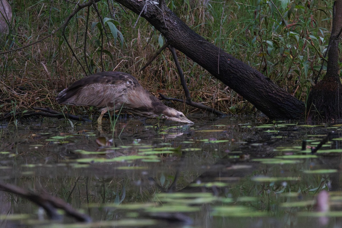 Australasian Bittern - ML620883110